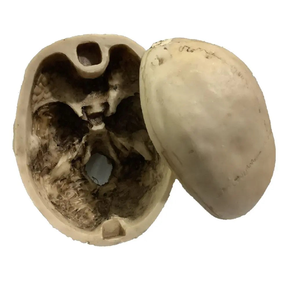 Craneo Médico Didactico