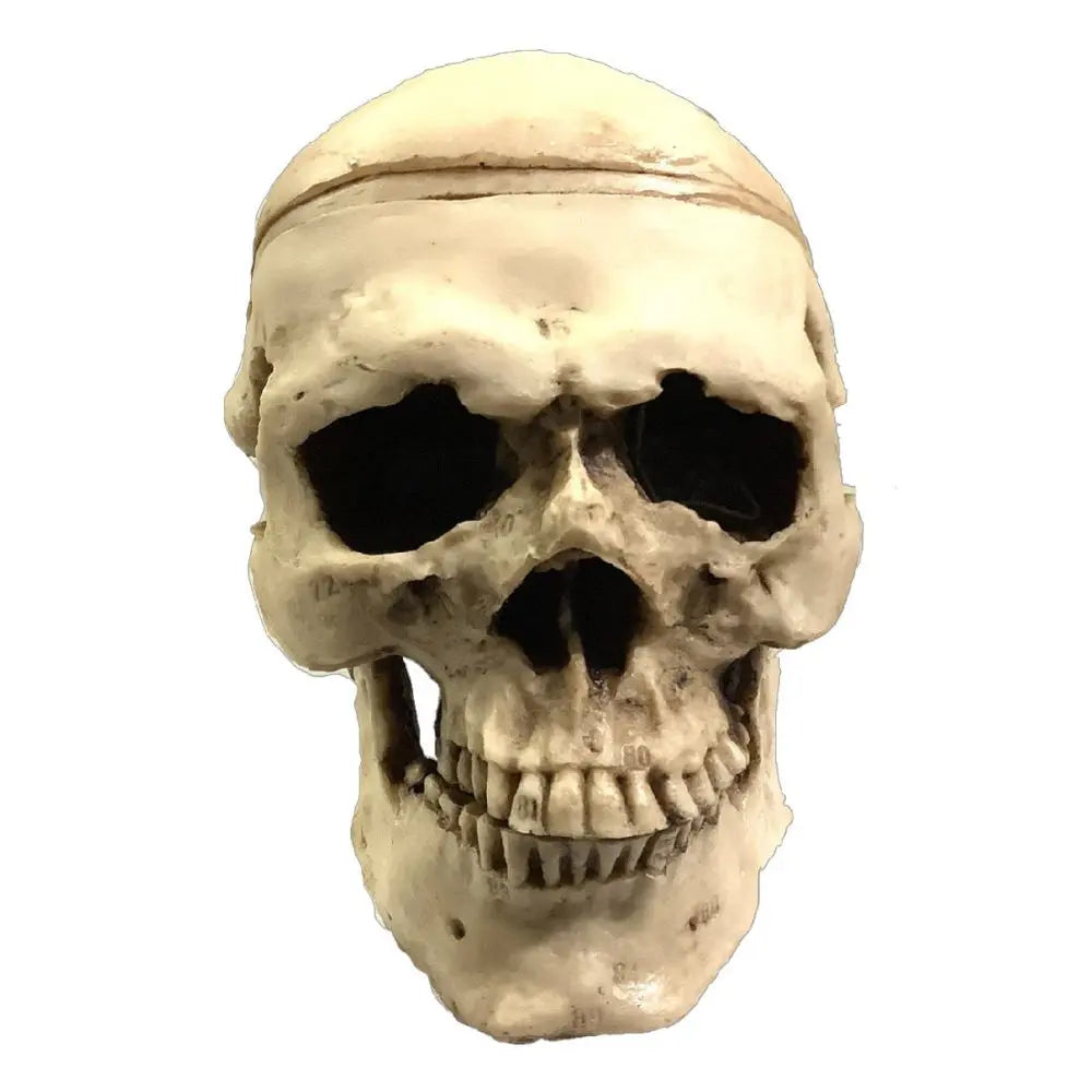 Craneo Médico Didactico