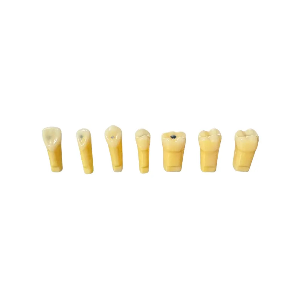 ProTrainer Tipo Nissin Tipodontos y Dientes Profesionales DT