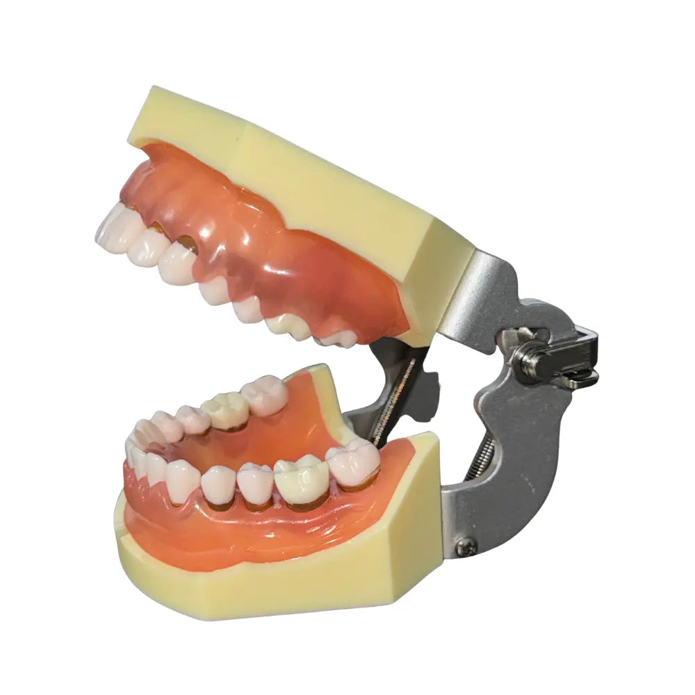 ProTrainer Periodoncia TN-A4023 Tipodonto Tipo Nissin 28 Dientes DT
