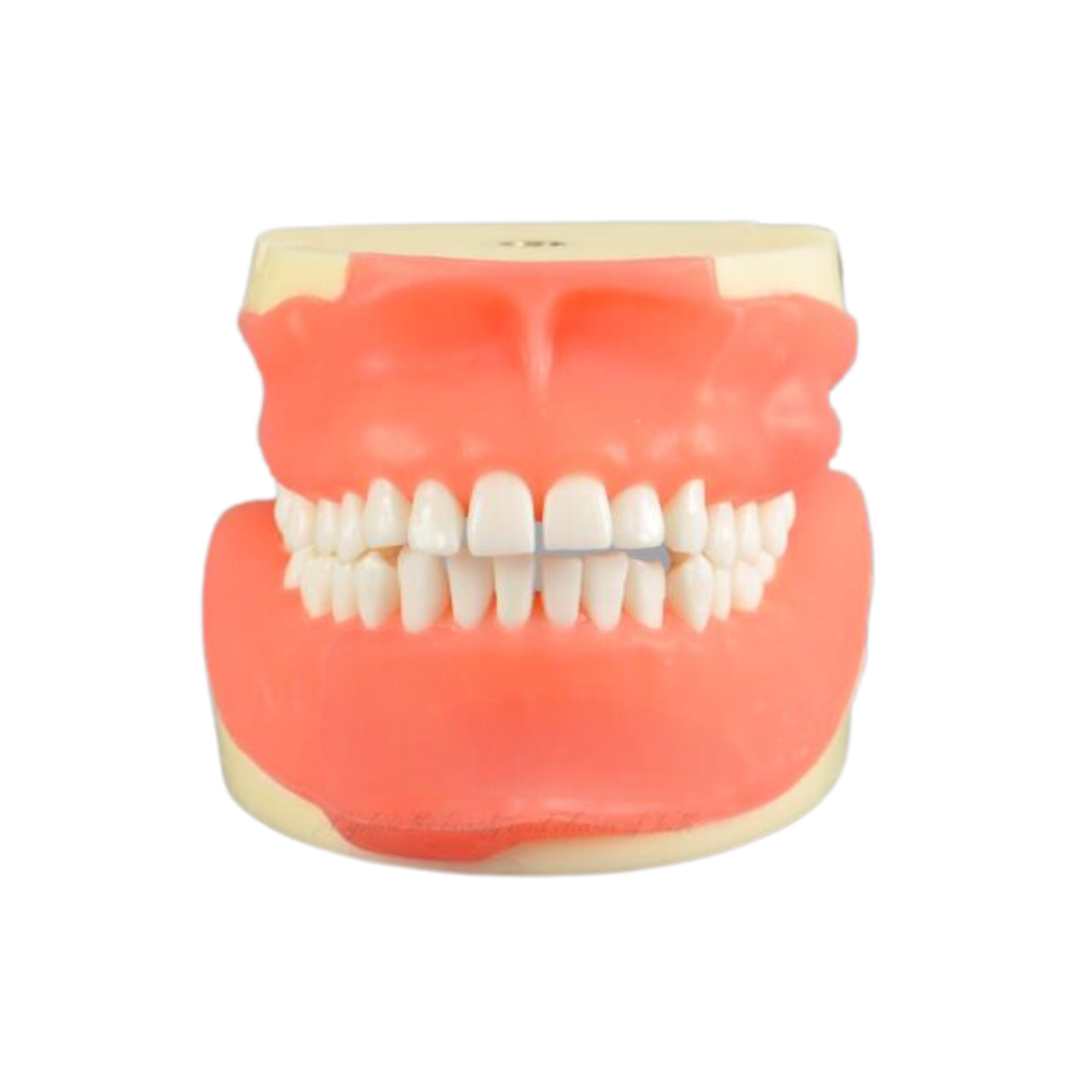 Tipodonto Cirugia Adulto 30 Dientes DT