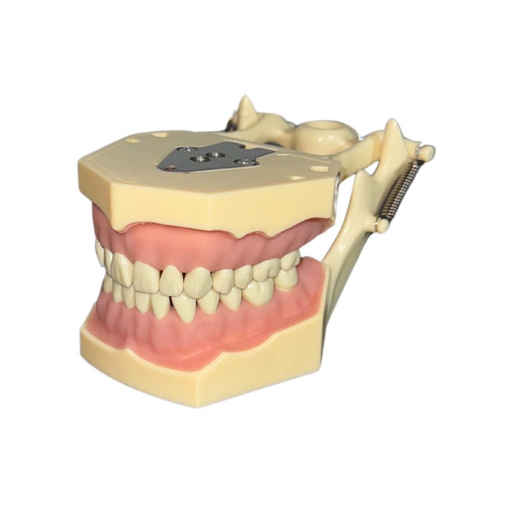 ProTrainer Tipo Frasaco Tipodontos Y Dientes Profesionales DT