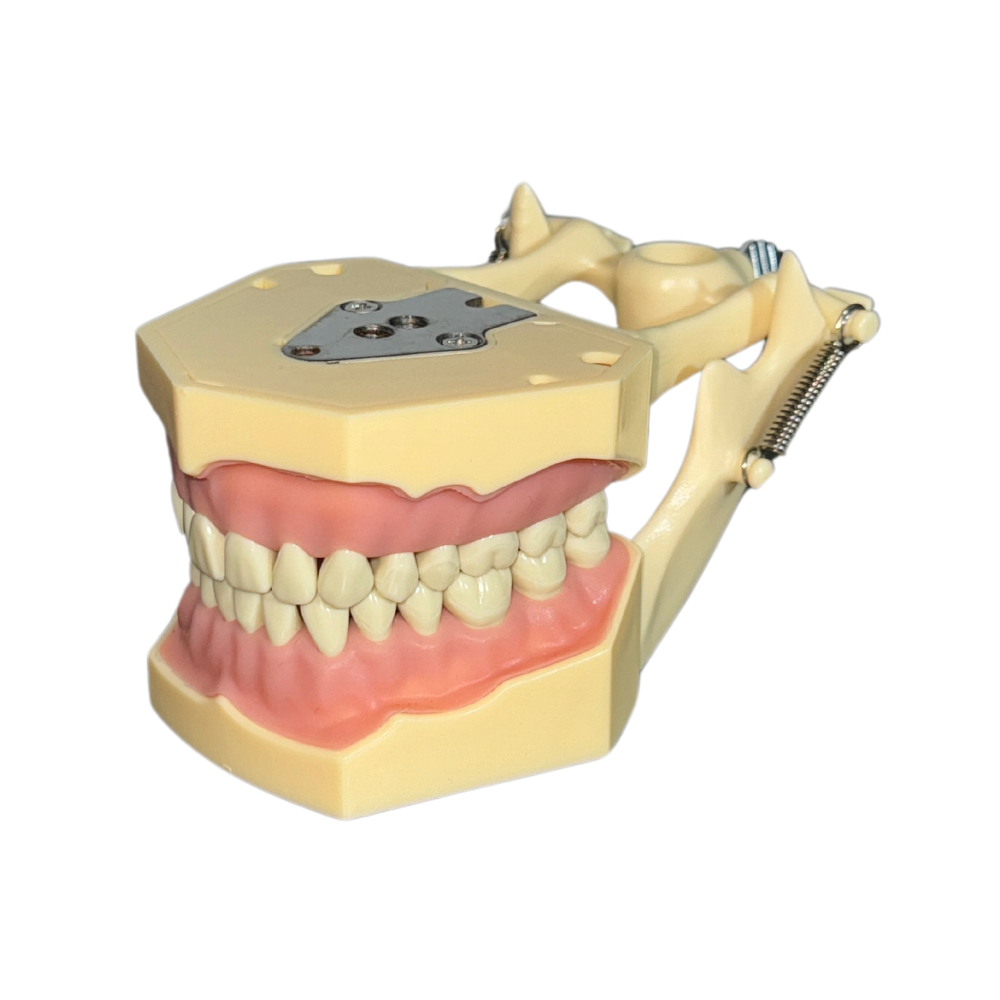 ProTrainer Tipo Frasaco Tipodontos Y Dientes Profesionales DT