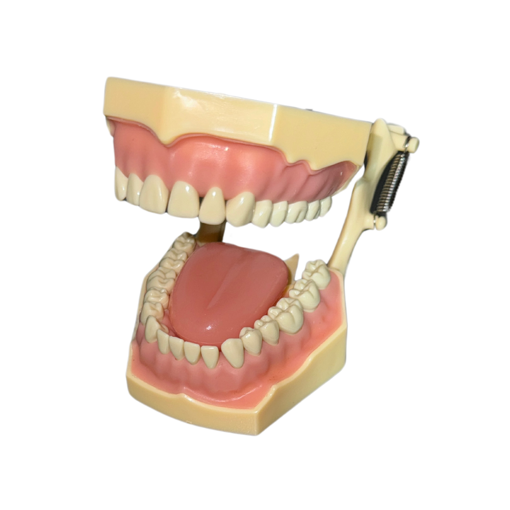 ProTrainer Tipo Frasaco Tipodontos Y Dientes Profesionales DT