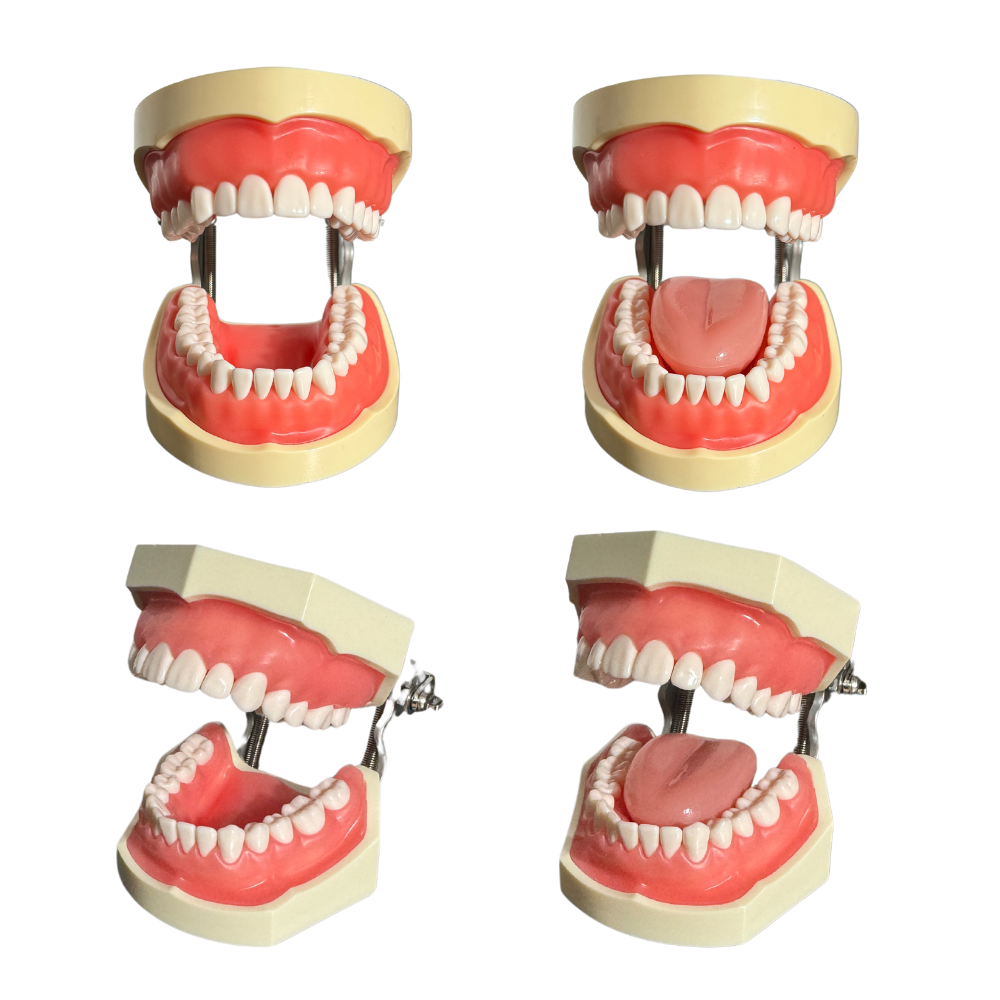 ProTrainer Tipo Nissin Tipodontos y Dientes Profesionales DT