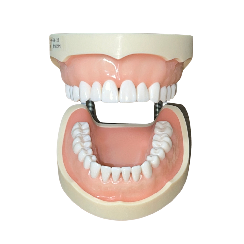 Nissin PRO2002 Tipodonto Adulto 28 Dientes