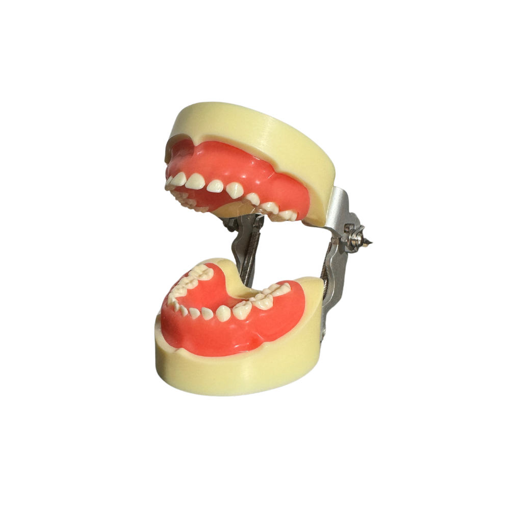 ProTrainer Tipo Nissin Tipodontos y Dientes Profesionales DT