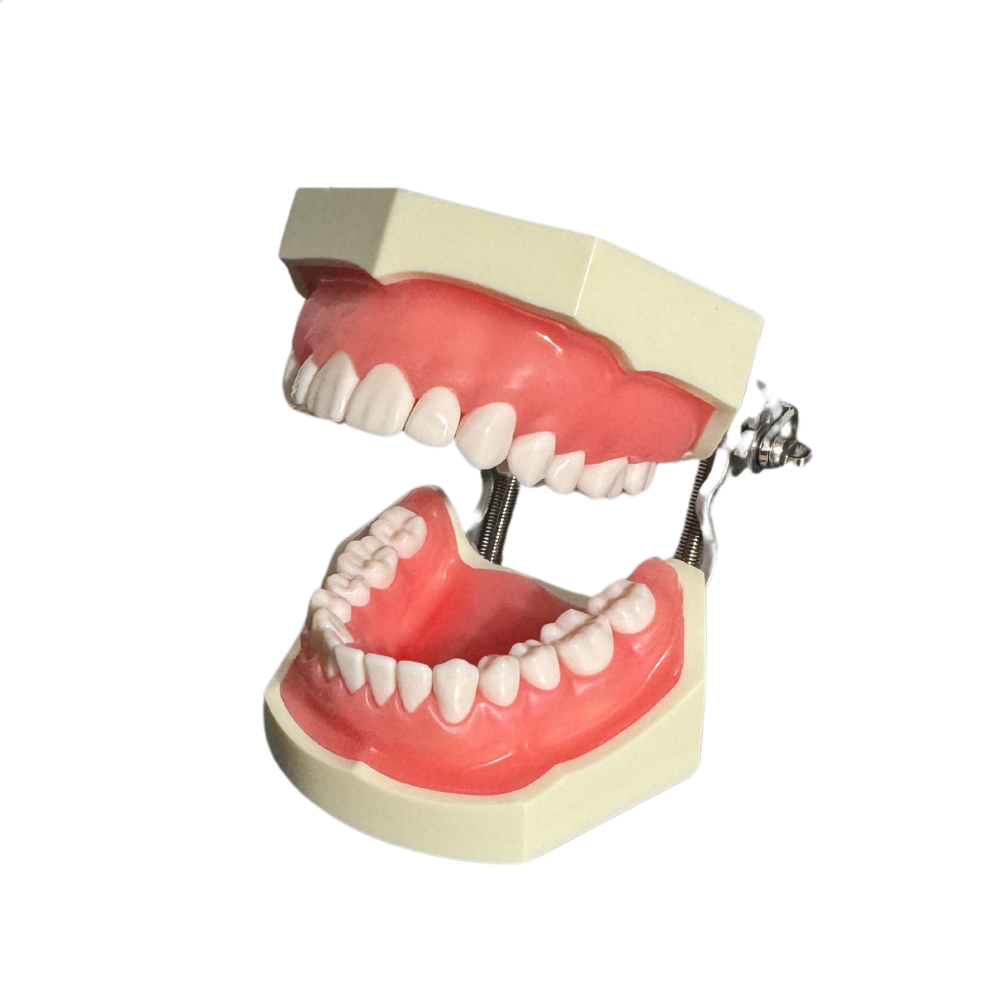 ProTrainer Tipo Nissin Tipodontos y Dientes Profesionales DT