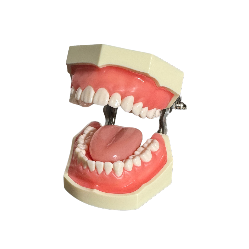 ProTrainer Tipo Nissin Tipodontos y Dientes Profesionales DT