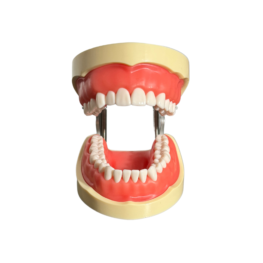 ProTrainer Tipo Nissin Tipodontos y Dientes Profesionales DT