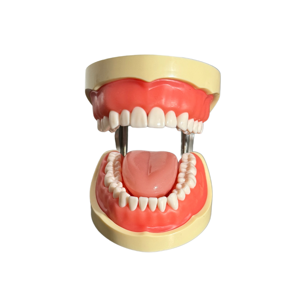ProTrainer Tipo Nissin Tipodontos y Dientes Profesionales DT