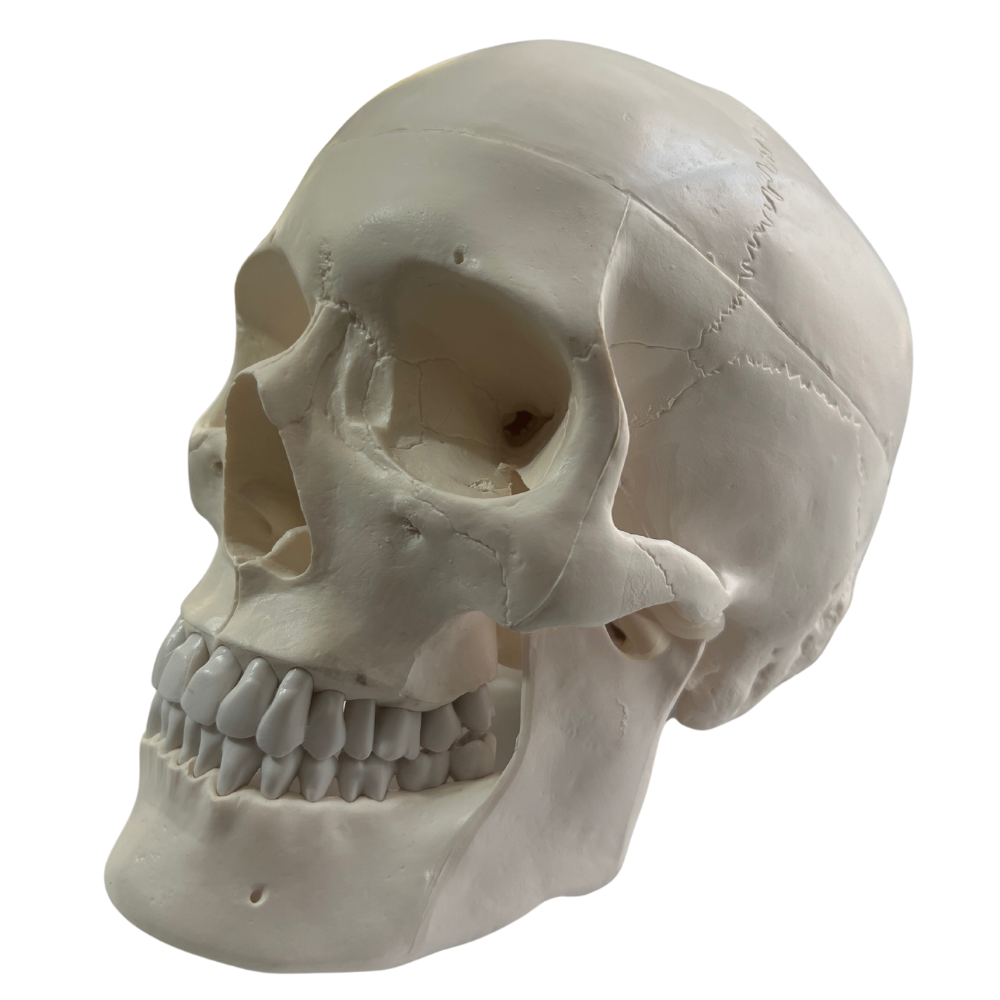 Craneo Anatomico Profesional