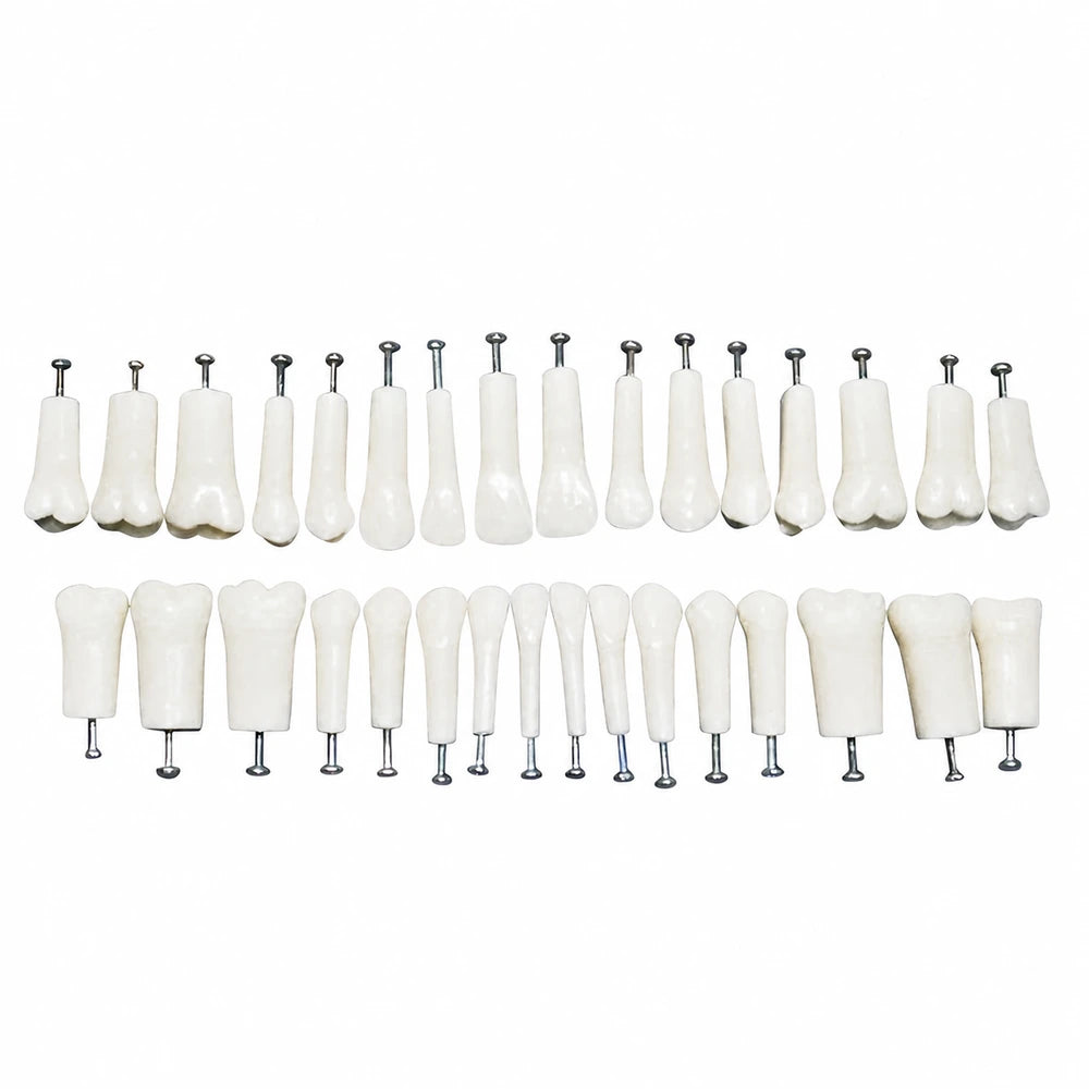 Repuesto Básico ProTrainer Nissin TN-A8012 32 Dientes