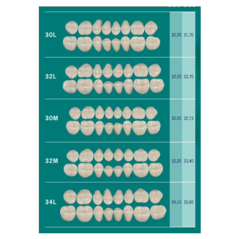 Biotone Posteriores Inferiores/Superiores Dientes Tablilla 1X8