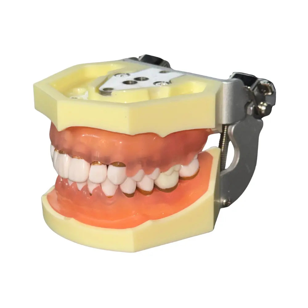ProTrainer Periodoncia TN-A4023 Tipodonto Tipo Nissin 28 Dientes DT