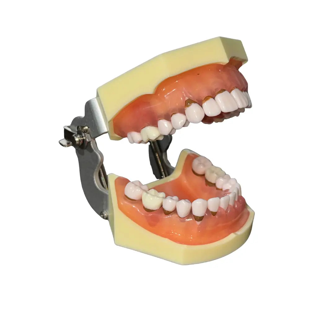 ProTrainer Periodoncia TN-A4023 Tipodonto Tipo Nissin 28 Dientes DT