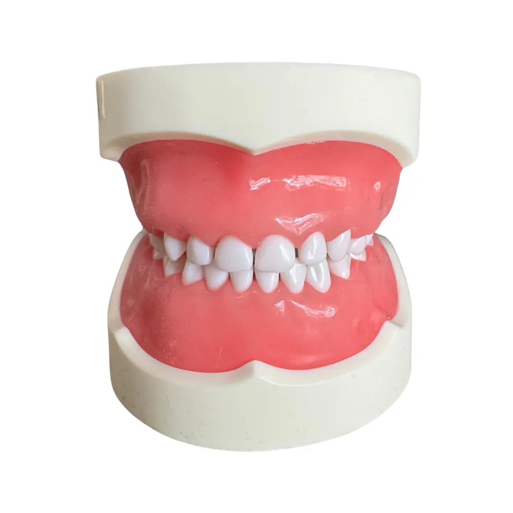 Tipodonto Infantil 24 dientes Nissin (Original)