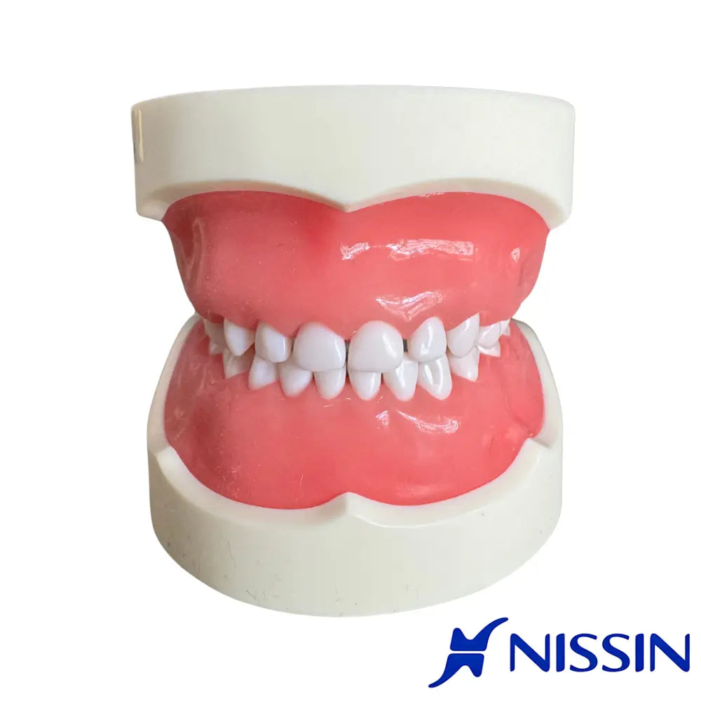 Tipodonto Infantil 24 dientes Nissin (Original)