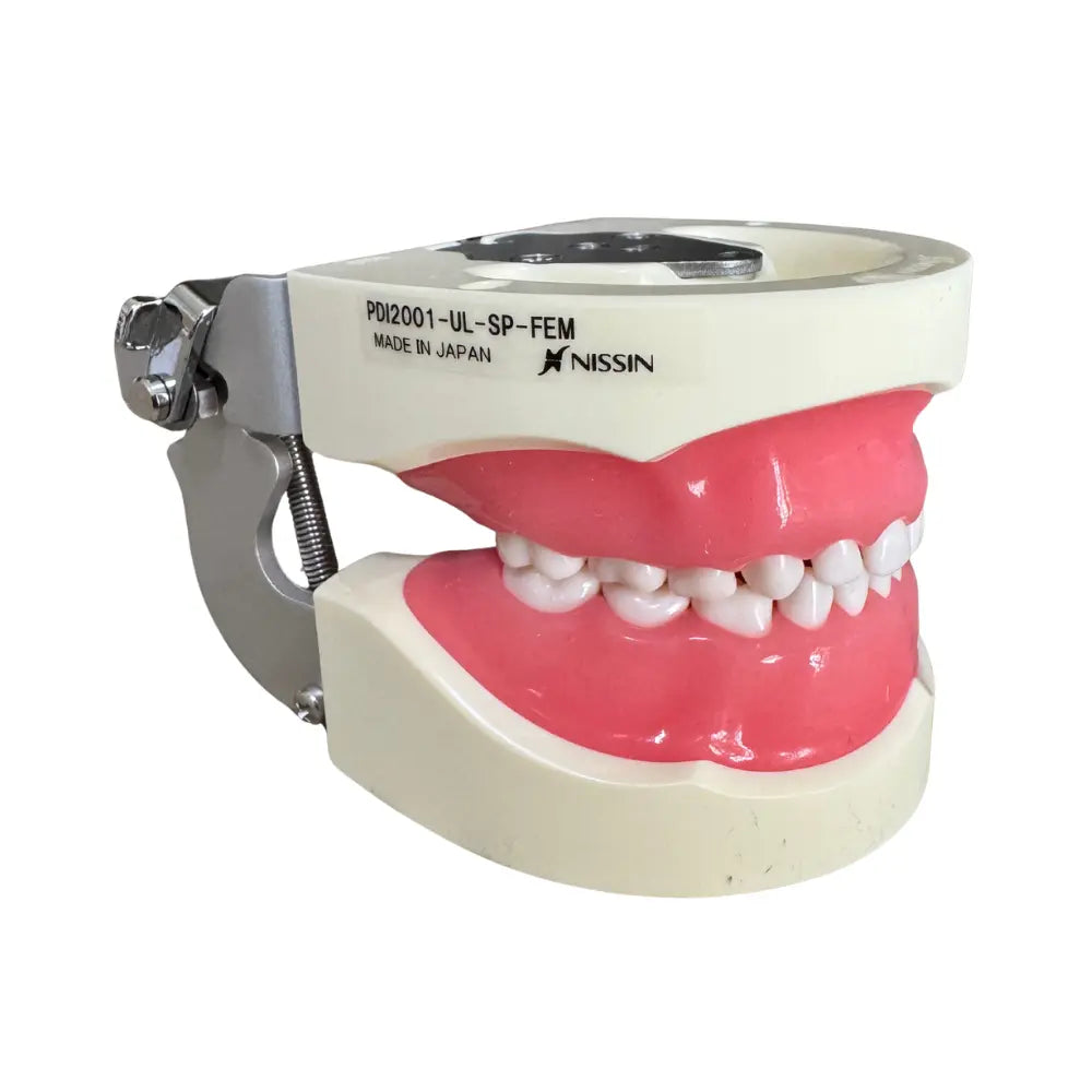 Tipodonto Infantil 24 dientes Nissin (Original)