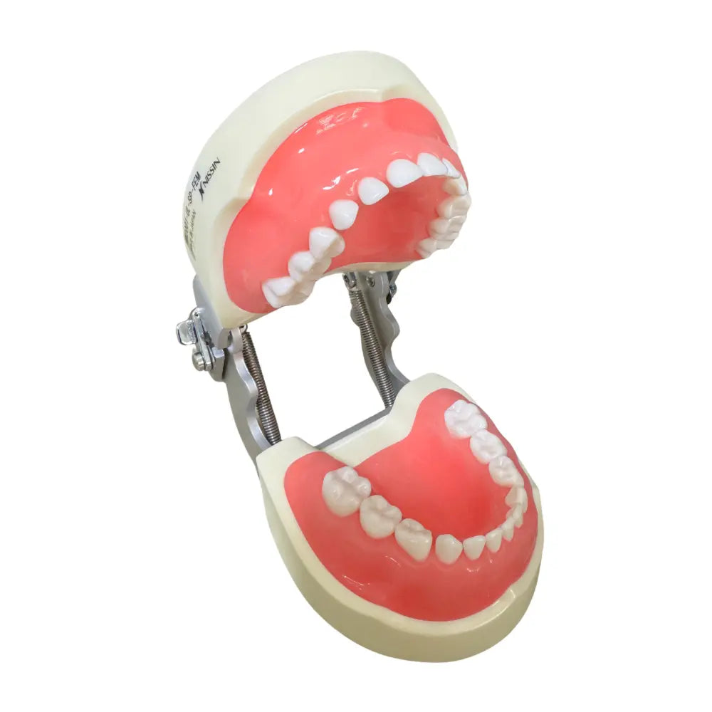 Tipodonto Infantil 24 dientes Nissin (Original)