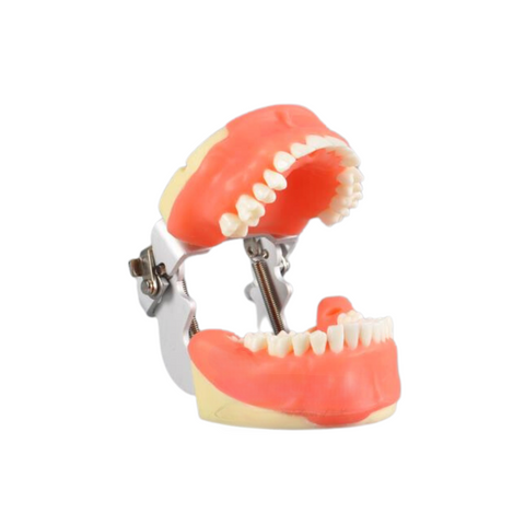 Tipodonto Cirugia Adulto 30 Dientes DT