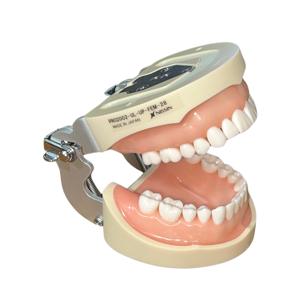 Nissin PRO2002 Tipodonto Adulto 28 Dientes