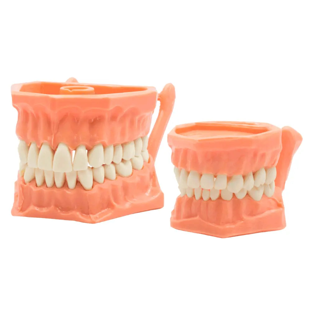 Tipodonto Plastico Adysa