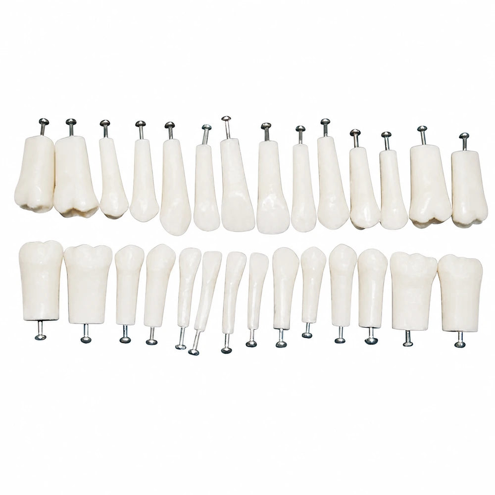 Repuesto Básico ProTrainer Nissin TN-A8011 28 Dientes