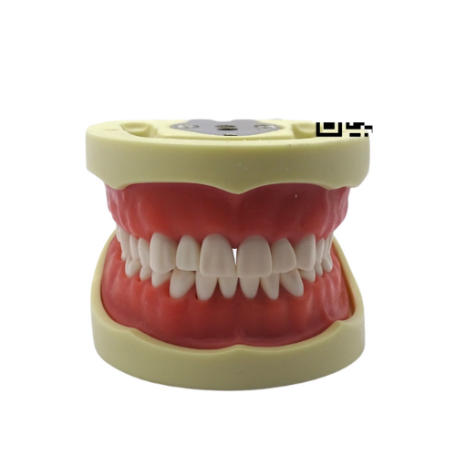 Tipodonto Adulto 32 Dientes A8012 Tipo Nissin DT