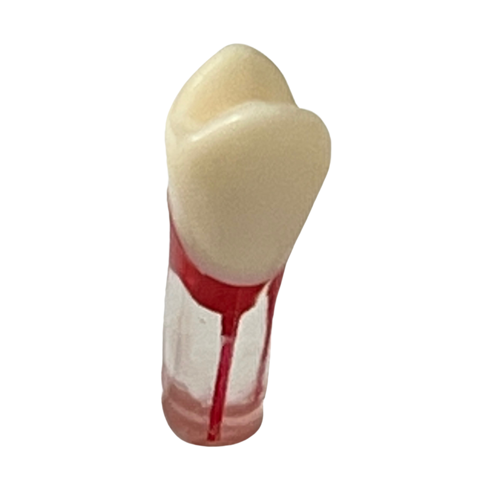 Dientes Endodoncia C/5 P/ modelo 28 dientes DT (Tipo Nissin)