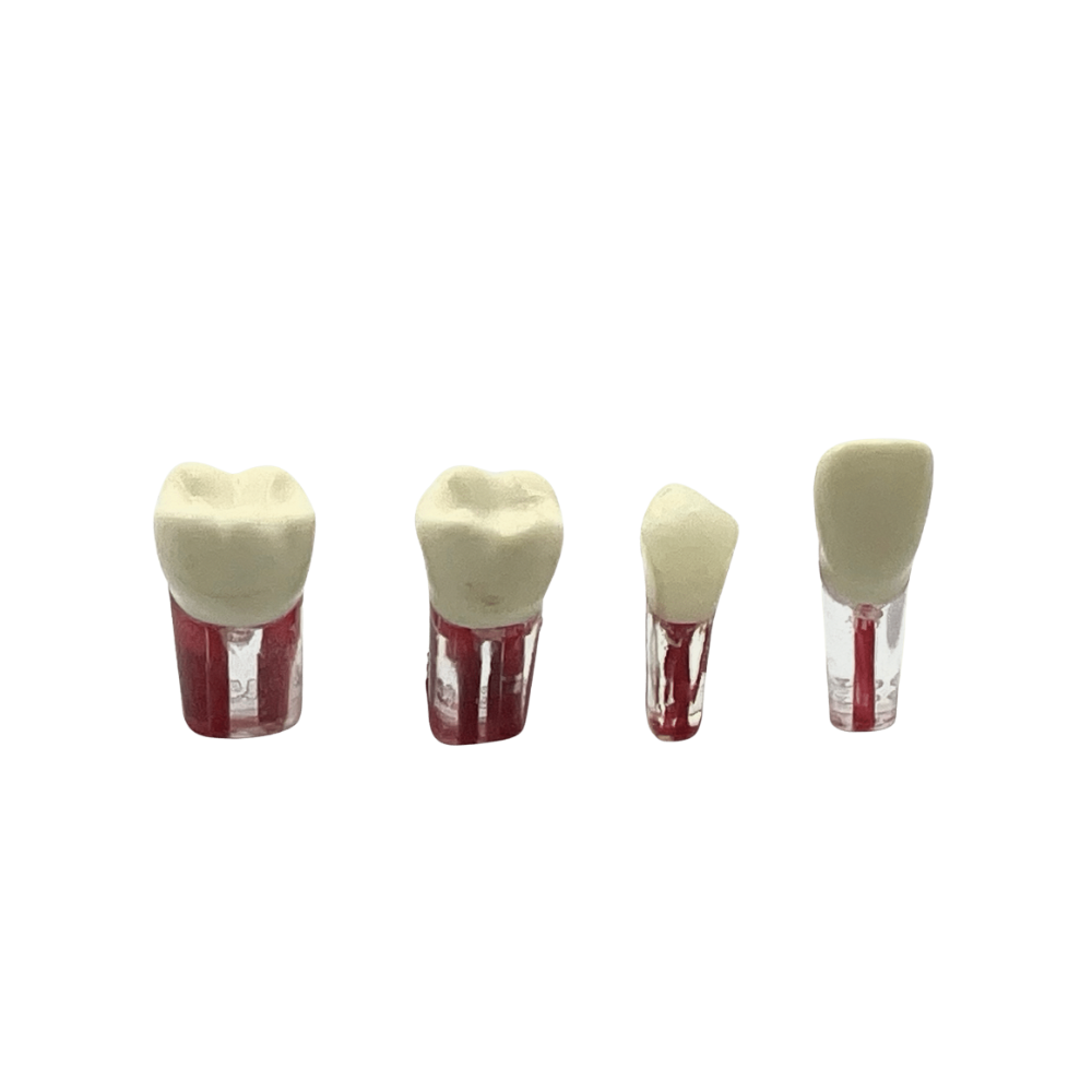 Dientes Endodoncia c/4 pz. DT