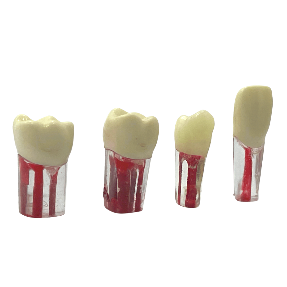 Dientes Endodoncia c/4 pz. DT