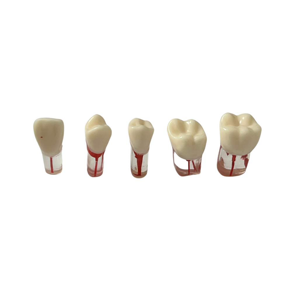 Dientes Endodoncia C/5 P/ modelo 28 dientes DT (Tipo Nissin)