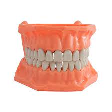 Tipodonto Plastico Adulto Adysa