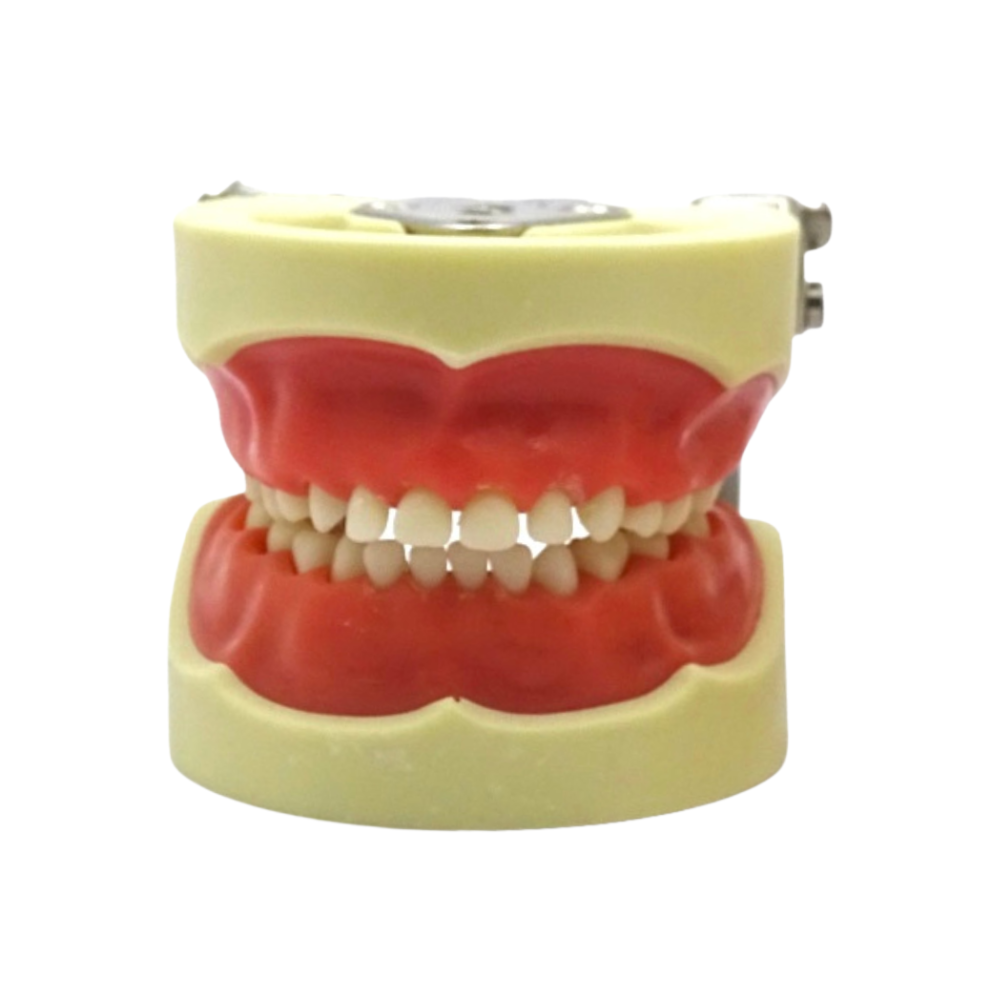 Tipodonto Infantil 24 Dientes A7014 Tipo Nissin DT